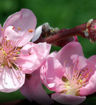 Golden Jubilee Peach - Prunus persica