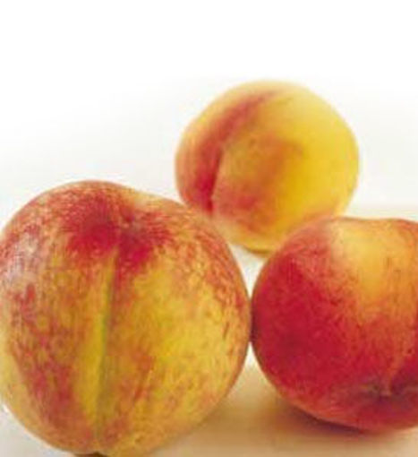 Hale-Haven Peach - Prunus persica