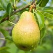 Bartlett Pear - Pyrus communis