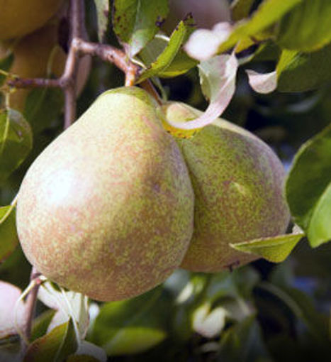 Kieffer Pear - Pyrus communis x P. pyrifolia