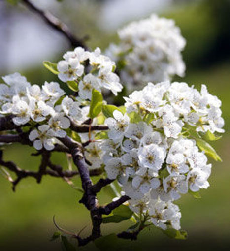 Orient Pear - Pyrus communis