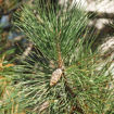 Austrian Pine - Pinus nigra