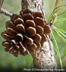 Loblolly Pine Cone