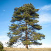 Ponderosa Pine evergreen