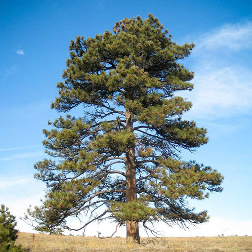 Ponderosa Pine evergreen