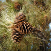 Ponderosa Pine