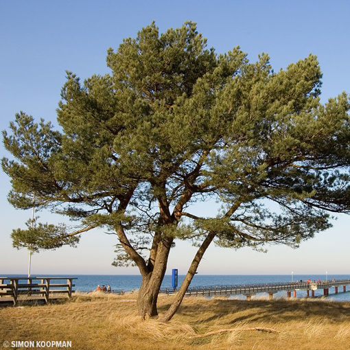 Scots Pine evergreen