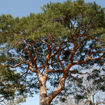 Scots Pine