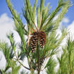 White Pine - Pinus strobus