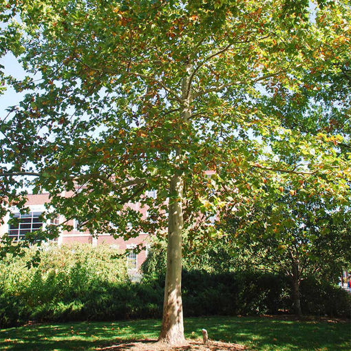 London Planetree - Platanus x acerifolia