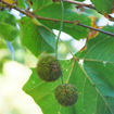 London Planetree