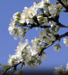 Burbank Plum - Prunus salicina