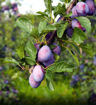 Damson Plum - Prunus insititia