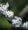 Damson Plum - Prunus insititia