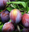 Damson Plum - Prunus insititia