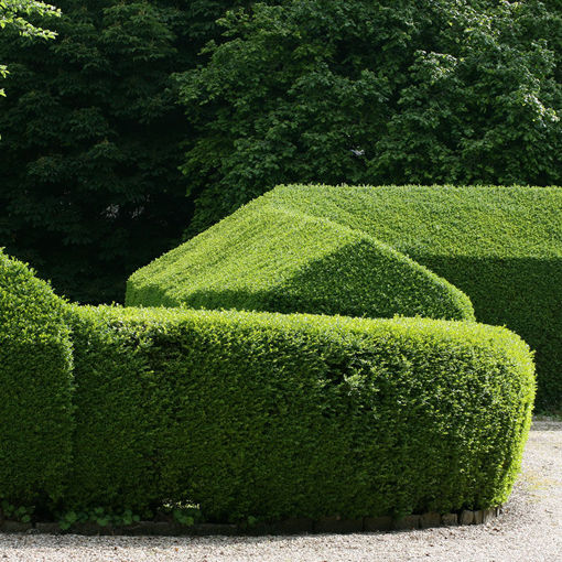 North Privet  shrub- Ligustrum x ibolium