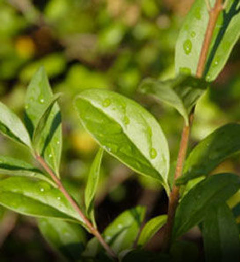 North Privet Shrubs for Sale at Arbor Day's Online Tree Nursery. Arbor ...