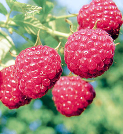 September Everbearing Raspberry bush - Rubus idaeus September