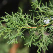 Eastern Redcedar - Juniperus virginiana