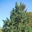 Eastern Redcedar - Juniperus virginiana