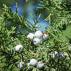 Eastern Redcedar - Juniperus virginiana