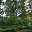 Dawn Redwood - Metasequoia glyptostroboides