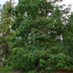 Dawn Redwood Metasequoia glyptostroboides