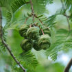 Dawn Redwood Metasequoia glyptostroboides