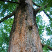 Dawn Redwood Metasequoia glyptostroboides