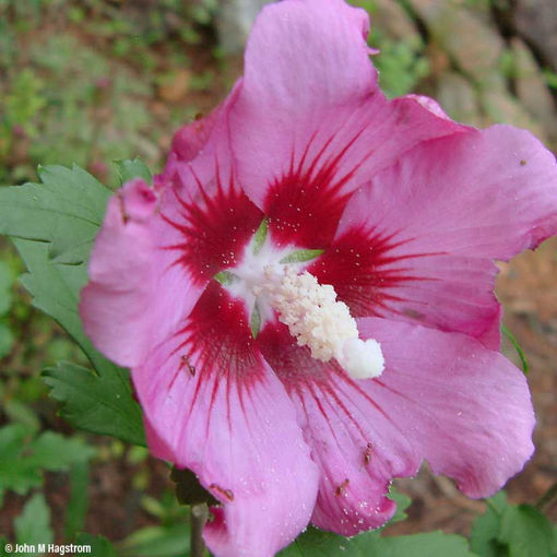 Rose of Sharon bush - Hibiscus syriacus