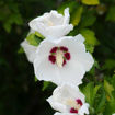 Rose-of-Sharon