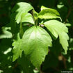 Rose-of-Sharon