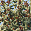 Black Hills Spruce - Picea glauca var. densata