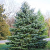 Colorado Blue Spruce - Picea pungens