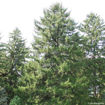 Norway Spruce evergreen