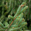 Norway Spruce