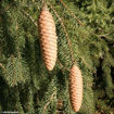 Norway Spruce