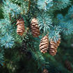 White Spruce