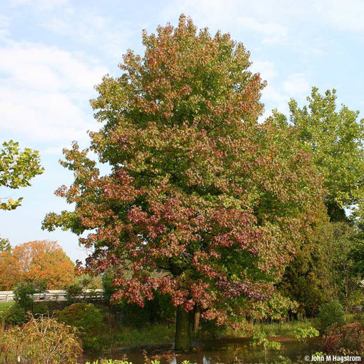 American Sweetgum - Liquidambar styraciflua