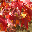 American Sweetgum - Liquidambar styraciflua