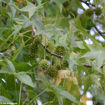 American Sweetgum - Liquidambar styraciflua