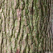 American Sweetgum - Liquidambar styraciflua