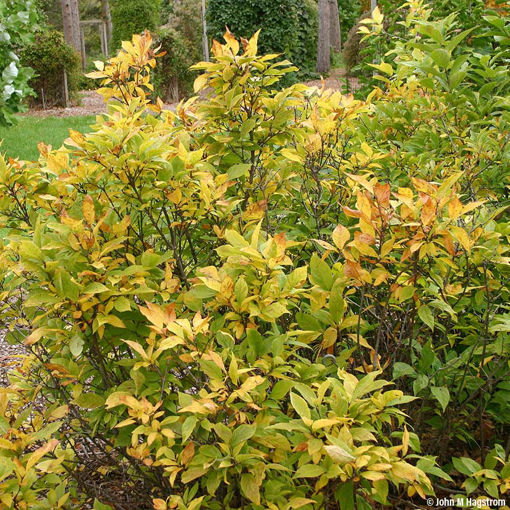 Sweetshrub - Calycanthus floridus