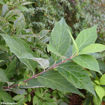 Sweetshrub