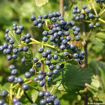 Arrowwood Viburnum bush - Viburnum dentatum