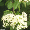 Arrowwood Viburnum - Viburnum dentatum