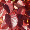 Arrowwood Viburnum - Viburnum dentatum