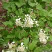 American Cranberrybush Viburnum