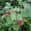 American Cranberrybush Viburnum