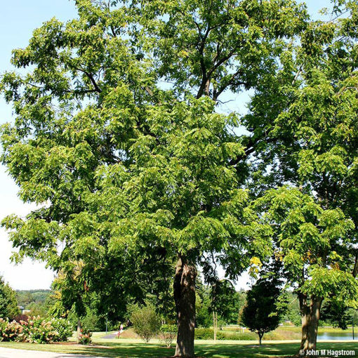 Black Walnut - Juglans nigra